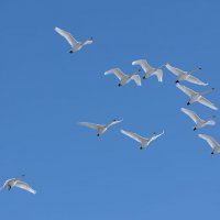 Лебеди.... :: владимир 