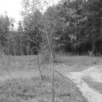 Фотография :: Денис Безногов