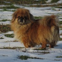 Рыжий :: Николай Я