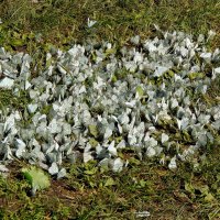 Как здорово, что все мы здесь сегодня собрались ). :: nadyasilyuk Вознюк