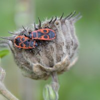 Свидание... пригрелись...конец октября... :: Надежда Куркина 