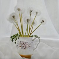 *** :: Надежда Куркина 