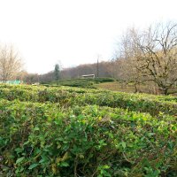 Чай Солохаула :: Мишель71 