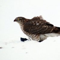 Пернатый хищник :: Вик Токарев