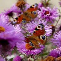 опять про бабочек...407 :: Александр Прокудин