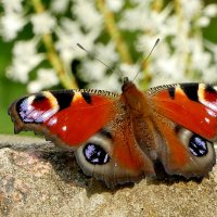 опять про бабочек...410 :: Александр Прокудин