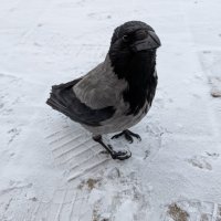 Воронёнок... :: Андрей Хлопонин