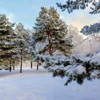 В парке Тондилоо :: Veera V