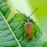 Мохнатка обыкновенная :: Владимир Лазарев