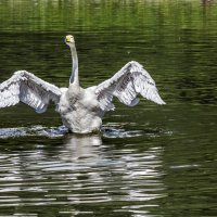 Шипун :: SanSan 