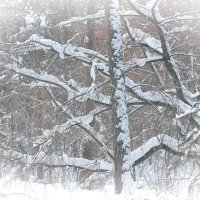 Зимняя архитектура леса :: Любовь Сахарова