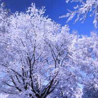 В снежном наряде :: Людмила Смородинская