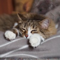 Тренируйся на кошках... :: Николай 