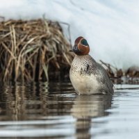 чирок свистунок :: юрий макаров