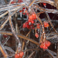 ягодка калинка :: Наталья Штанулина