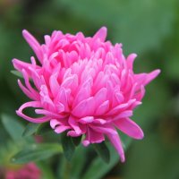 АСТРА В ОСЕННЕМ САДУ :: Валентина 