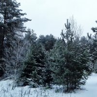 елки сосны снег :: Владимир 