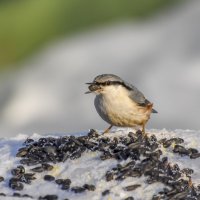 Завтрак. :: Sergey (Apg)