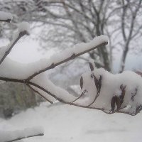 Снежной зимой :: Елена Семигина