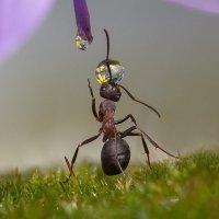 Артист муравьиного цирка :: Ирина Коледова Артист муравьиного цирка :: Ирина Коледова