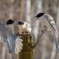 Новости :: Ирина Коледова