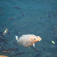 гость из водной стихии :: Андрей Город