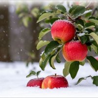 Яблочки в снегу ... :: Валентина Надсон