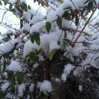 Утреннее украшение :: Наталья 