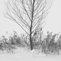 Без названия :: Владимир Носов