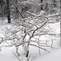 Лесной бонсай :: Павел Трунцев