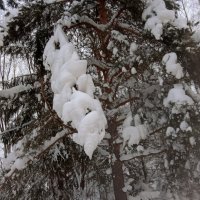 Природа снег :: Светлана Мишенёва