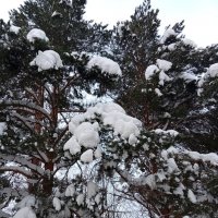 Природа :: Светлана Мишенёва