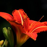 Лилия... :: Татьяна Гнездилова