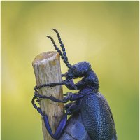 Жук Майка (Meloe). :: Александр Григорьев