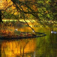 На пруду :: Юрий. Шмаков