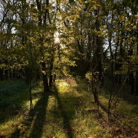 Утро в лесу... :: Надежда Куркина 