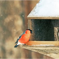 После сытного обеда :: Валентин Котляров