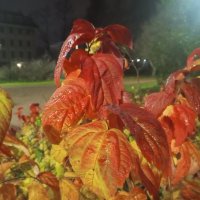 Осень :: Сапсан 