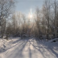 Зимний солнечный день. :: Александр Максимов