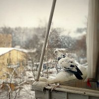 погреться... :: Любовь 