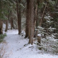 Зимний лес :: Михаил Славный