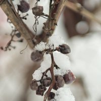 . :: Константин Сафронов