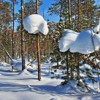 Февраль...Висячие сугробы в тайге! :: Владимир 