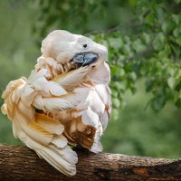 Какаду :: SanSan 