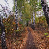 прогулка в берёзовой аллее :: Елена Шаламова