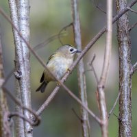 желтоголовый королек. :: юрий макаров