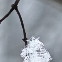 Калина в снежинках :: Наталия 