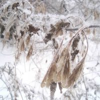 А пока еще зима :: Елена Семигина А пока еще зима :: Елена Семигина