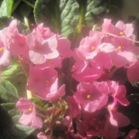 Фиалка :: Елена Семигина