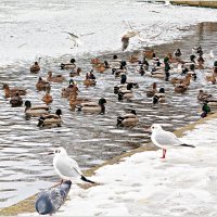 Птицы зимой. :: Валерия Комова